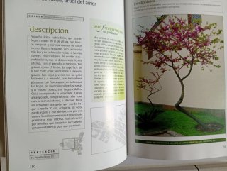 Flora ornamental del casco histórico de la Laguna