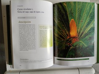 Flora ornamental del casco histórico de la Laguna