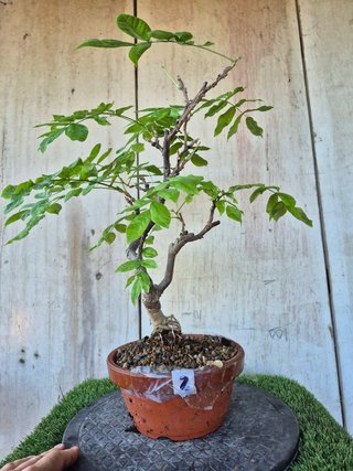 Prebonsai Wisteria IT7502 oferta hasta 5 oct