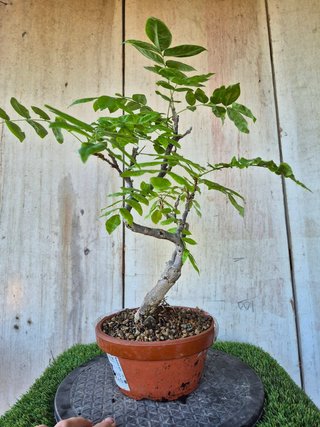 Prebonsai Wisteria IT7502 oferta hasta 5 oct