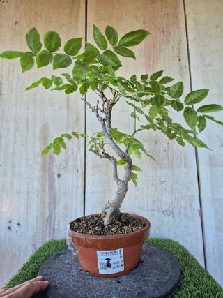 Prebonsai Wisteria IT7502 oferta hasta 5 oct
