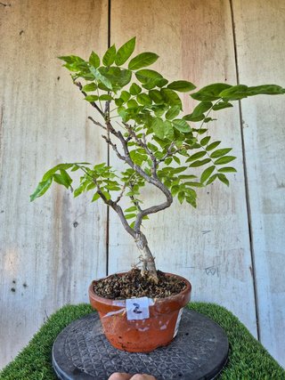 Prebonsai Wisteria IT7502 oferta hasta 5 oct
