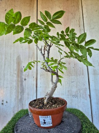 Prebonsai Wisteria IT7502 oferta hasta 5 oct