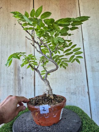 Prebonsai Wisteria IT7502 oferta hasta 5 oct