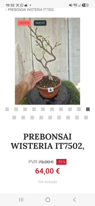 Prebonsai Wisteria IT7502 oferta hasta 5 oct