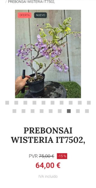 Prebonsai Wisteria IT7502 oferta hasta 5 oct
