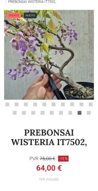 Prebonsai Wisteria IT7502 oferta hasta 5 oct