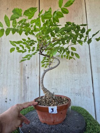 Prebonsai Wisteria IT7503 oferta hasta 5oct