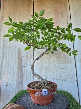 Prebonsai Wisteria IT7503 oferta hasta 5oct