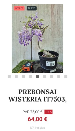 Prebonsai Wisteria IT7503 oferta hasta 5oct