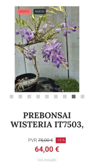 Prebonsai Wisteria IT7503 oferta hasta 5oct