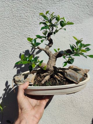 Bonsái Ficus con maceta ovalada