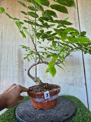 Prebonsai Wisteria IT7505 oferta hasta 5 oct