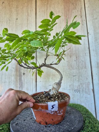 Prebonsai Wisteria IT7505 oferta hasta 5 oct