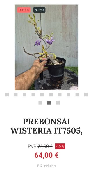 Prebonsai Wisteria IT7505 oferta hasta 5 oct