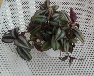 Planta Tradescantia Zebrina Amor de Hombre