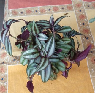 Planta Tradescantia Zebrina Amor de Hombre