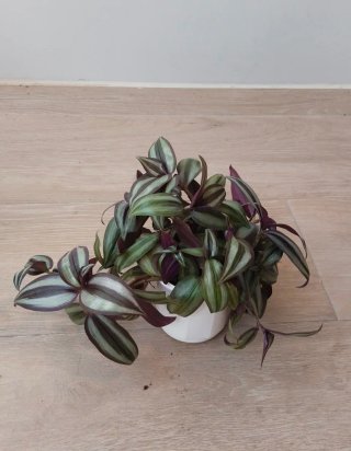 Planta Tradescantia Zebrina Amor de Hombre
