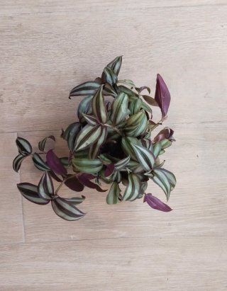 Planta Tradescantia Zebrina Amor de Hombre