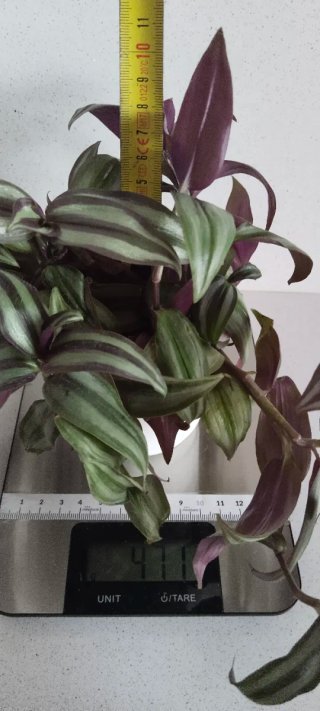 Planta Tradescantia Zebrina Amor de Hombre