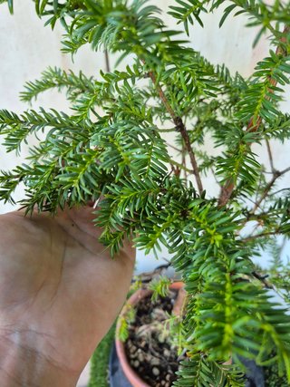 Taxus baccata prebonsai ref 45