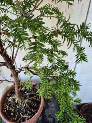 Taxus baccata prebonsai ref 45