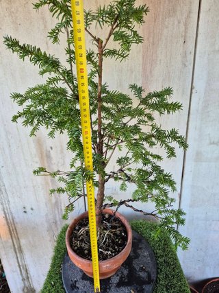 Taxus baccata prebonsai ref 45