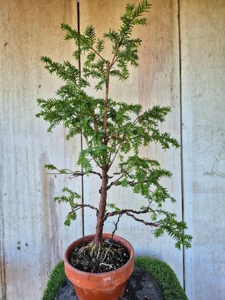 Taxus baccata prebonsai ref 45