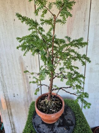 Taxus baccata prebonsai ref 45