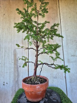 Taxus baccata prebonsai ref 45