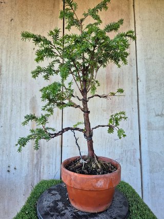 Taxus baccata prebonsai ref 45