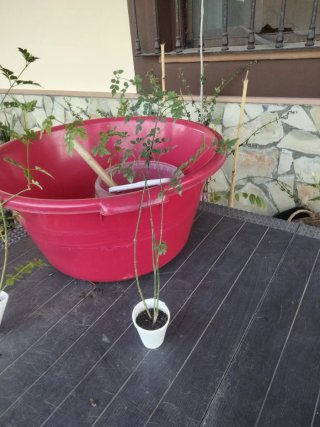 4 Plantas de Jazmín Común