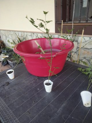 4 Plantas de Jazmín Común