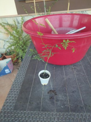 4 Plantas de Jazmín Común
