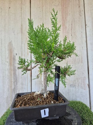 Prebonsai Thuja T1 oferta hasta 5oct