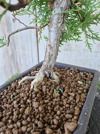 Prebonsai Thuja T1 oferta hasta 5oct