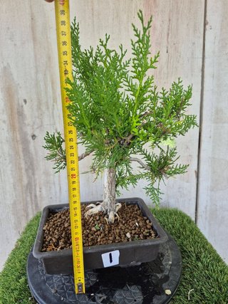 Prebonsai Thuja T1 oferta hasta 5oct