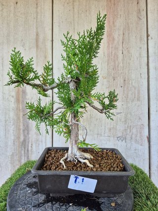 Prebonsai Thuja T1 oferta hasta 5oct