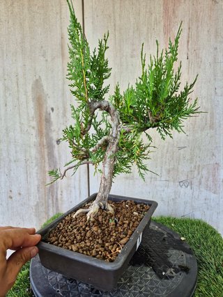 Prebonsai Thuja T1 oferta hasta 5oct