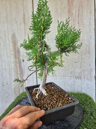 Prebonsai Thuja T1 oferta hasta 5oct