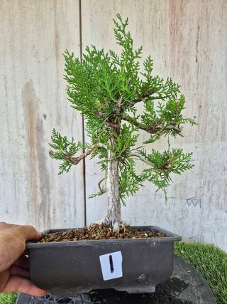 Prebonsai Thuja T1 oferta hasta 5oct