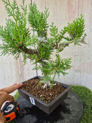 Prebonsai Thuja T1 oferta hasta 5oct