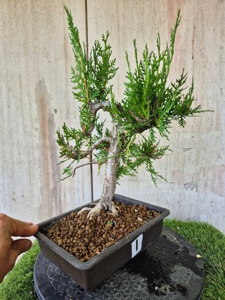 Prebonsai Thuja T1 oferta hasta 5oct