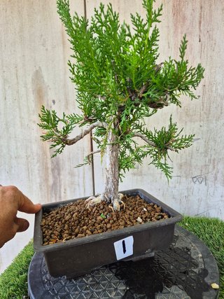 Prebonsai Thuja T1 oferta hasta 5oct