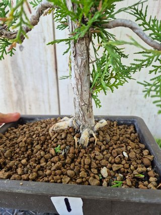 Prebonsai Thuja T1 oferta hasta 5oct
