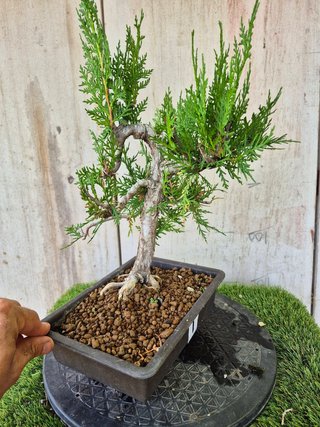 Prebonsai Thuja T1 oferta hasta 5oct