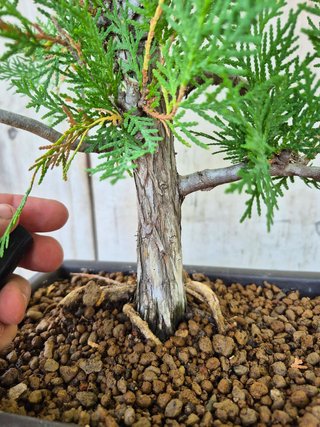 Prebonsai Thuja T2 oferta hasta 5oct