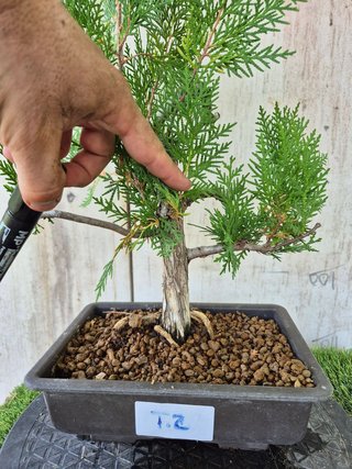 Prebonsai Thuja T2 oferta hasta 5oct
