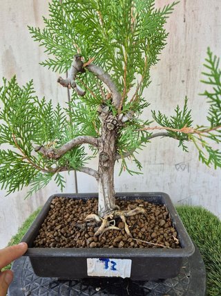 Prebonsai Thuja T2 oferta hasta 5oct