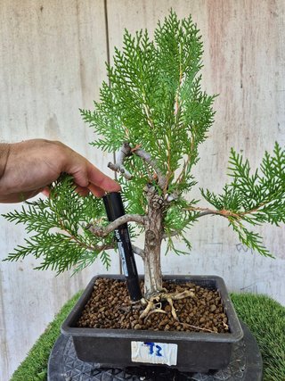 Prebonsai Thuja T2 oferta hasta 5oct